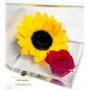 Premium-rose.com PREMIUMROSE - Cubo Rosa Stabilizzata Rossa con Girasole 12 cm con Base Effetto Microbolle - Rosa Eterna Stabilizzata Idea Regalo Made in Italy - Rosso A 1029