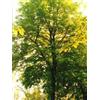 HERBOPLANET SRL Tsa Tilia Europea 50 Ml