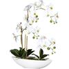 Orchidea phalaenopsis - kaiserkraft