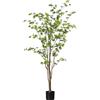 Albero della Louisiana - kaiserkraft