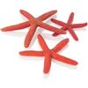 biOrb Decorazione per Acquario, Stella Marina in Ceramica (Colore Rosso), Accessori Artificiali splendidamente dettagliati per Aggiungere Colore, Decorazione per Acquario dall'aspetto Naturale per