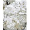 Declea Quadro motivo floreale bianco Stampa con fiori dipinti - arredo modero per salotto Stampa su tela in cotone 100%