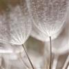 Adriani & Rossi Quadro Flowers 0476 in diverse misure - Tela Canvas