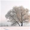 Adriani & Rossi Quadro Nature 1885 in diverse misure - Tela Canvas