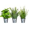 Adriani & Rossi Set 3 erbe aromatiche