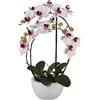 Orchidea phalaenopsis - kaiserkraft