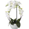 Orchidea phalaenopsis - kaiserkraft