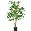 Pianta di canapa ornamentale - kaiserkraft