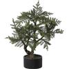 Pino di Norfolk bonsai - kaiserkraft