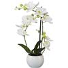 Orchidea phalaenopsis - kaiserkraft