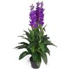 Leaf LEAF-7243 - Pianta artificiale Cymbidium Orchidea, 100 cm, colore: Viola