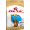 Royal Canin Breed 1,5kg Dachshund Puppy Royal Canin alimento secco per cani