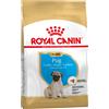 Royal Canin Breed 1,5kg Pug Puppy Royal Canin alimento secco per cani