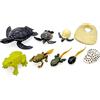 JZK 2 Set fasi ciclo di vita figure di una rana e modelli ciclo vita tartaruga marina, ciclo di vita rana giocattoli ciclo di vita animali, educativi precoci, ciclo di vita girino