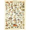 MyPuzzle.com MyPuzzle Champignons - Funghi Per Tutti, Poster D'epoca, Adolphe Millot - Premium 500 Pezzi Puzzle - MyPuzzle Collezione speciale di Havana Puzzle Company