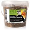 UGF Underground Food UGF - vermi della farina essiccati premium secchio da 500 millilitri - 80g, snack per insetti per uccelli, criceti, ricci, roditori, lucertole, tartarughe - senza conservanti e coloranti