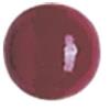 Knorr Prandell - Perle di Legno, 12 mm, Rosso Ciliegia, 30 pz