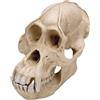 3B Scientific VP761/1 Pongo Pygmaeus Cranio di Un Orango, Maschile, Replica