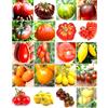 Semi Strani SEMISTRANI.IT - 200 SEMI POMODORO In 20 Varietà RICCHE Di SOSTANTE NUTRITIVE + GUIDA: POMODORO GIGANTE ITALIANO, NERO DI CRIMEA, GREEN ZEBRA, INDIGO ROSE, CHEROKEE PURPLE, YELLOW PEAR, CUORE BUE, etc