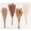 ANPROOR Decorazione di erba di Pampas essiccata, 100 pezzi di erba di Pampas con fiori secchi di Bunny Tails, mazzi di erba di canna per matrimoni, fiori boho e decorazioni per tavoli domestici
