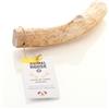 Animal House Corna di Renna per Cani, Masticativo Naturale al 100%, Rafforza Igiene Orale, Resistenti e Duraturi, Disponibili in tutte le taglie, Cruelty Free (L)