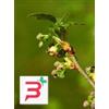 HERBOPLANET Srl MSA RIBES NIGRUM 50 ML