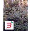 HERBOPLANET SRL MSA ABIES PECTINATA 50 ML