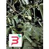 HERBOPLANET Srl MSA JUGLANS REGIA 50 ML