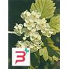 HERBOPLANET SRL TSA CRATAEGUS OXYCANTHIA 50 ML