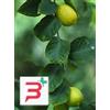 HERBOPLANET Srl MSA CITRUS LIMONUM 50 ML