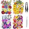 Cayway 160 Pz Naturali Pressati Fiori Pressati Secchi per Resina con Pinzette Forbici, Fiori Secchi Veri Pressati Fiori per Scrapbooking Artigianato Artistico Fai Da Te, Gioielli in Resina Epossidica