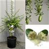 SAVINI VIVAI L'ARTE DI FARE NATURA SAVINI VIVAI Pianta di Limone Caviale Verde Faustrime Albero di Agrumi Finger Lime Limone ad Alberello in Vaso 20 cm Altezza 50-70 cm 2 Anno di Innesto Made Italy