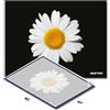 Dastick Tappetino Decontaminante - Daisy | Dastick