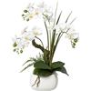 Orchidea phalaenopsis, real touch - kaiserkraft