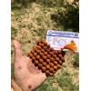 2 X LAB CERTIFICATE 5 Mukhi RUDRAKSHA Rudraksh Mala ROSARIO 108+1 Big Beads 10mm