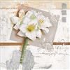 Pro-Art-Bilderpalette PRO-Art cp307j5 - Dipinto murale, Arte su Tela, Calla Portrait, 50 x 50 cm
