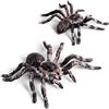 JDCMEI 2 Pezzi Realistico Spider Figure, Halloween Simulato Ragno Modellino Plastica Falso Ragno per Scherzi e Decorazioni