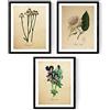 Nacnic Confezione di fogli di infusione. Poster con immagini di botanica. Decorazioni per la casa. Cornici al riquadro. Carta 250 grammi di alta qualità