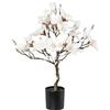 Pianta di magnolia, ricoperta di neve - kaiserkraft