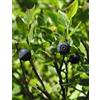Herboplanet MSA VACCINIUM MYRTIL 50 ML