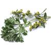 Herboplanet TSA ARTEMISIA ABSINTHIUM 50 ML
