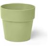 Erba Coprivaso Dubai cm 9x8 salvia