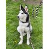 L&J Pets Uk Guinzaglio mimetico per addestramento cani da 1 m, lunghezza 30,9 m, colore marrone mimetico
