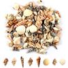MsTeco Conchiglie Decorative 200 g Conchiglie Miste Realizzato in Materiale Marino Naturale Decorazioni Conchiglia Adatto per Acquari Vasi Feste in Spiaggia Decorazioni per Matrimoni