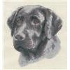 PANNA - Kit per Punto Croce, Motivo: Labrador Nero, 17,5 x 23,5 cm