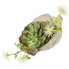 Flair Flower Arrangiamento artificiale piante grasse agave aloe vera yucca sanseveria pianta cactus muschio artificiale pianta verde pianta da tavolo pianta artificiale fiore artificiale in conchiglia