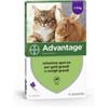 Bayer spa (Div.Sanita'animale) Advantage4pip 0,8ml Spot-on