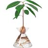 Amoroses Avocado Flask - Vaso in vetro per semi di avocado - kit per la coltivazione di piante in acqua. Regalo green decorazione per interni (Vetro Trasparente)