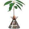 Amoroses Avocado Flask - Vaso in vetro per semi di avocado - kit per la coltivazione di piante in acqua. Regalo green decorazione per interni (Vetro Fumè)