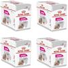 ROYAL CANIN Exigent Mousse | Confezione da 4 | 4 x 12 x 85 g | Cibo umido per cani adulti a partire dai 10 mesi | Per cani esigenti | Con proteine di alta qualità